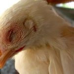 Boli ale găinilor ouătoare și ale tratamentului la domiciliu