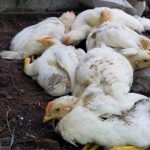Boli ale găinilor ouătoare și ale tratamentului la domiciliu