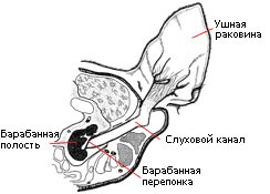 Boli ale urechii interne și mijlocii la pisici