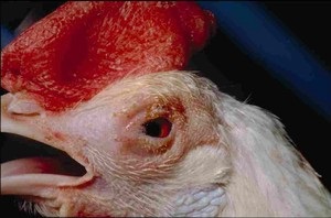 Boala Pasteurellosis cauze principale, primele semne și simptome, tratamentul bolilor oculare la găini