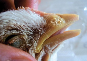 Betegség Pasteurellosis fő oka, az első jeleit és tüneteit, szembetegségek kezelésére szolgáló csirkékben (első) Betegség Pasteurellosis fő oka, az első jeleit és tüneteit, szembetegségek kezelésére szolgáló csirkékben