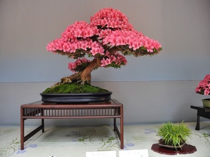 Bonsai o faci singur, video de clasă de master