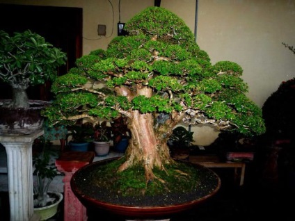 Bonsai o faci singur, video de clasă de master