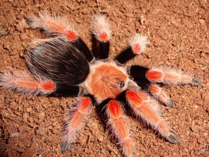 Brachypelma boehmei (brahypelma bohemia), lumea păianjenilor