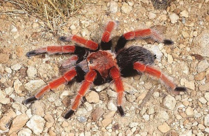 Мексиканска огненокрака тарантула (brahipelma Бом), в света на паяци