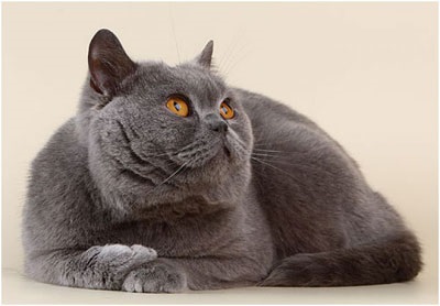 British Shorthair, fotografie, caracter, îngrijire, boli