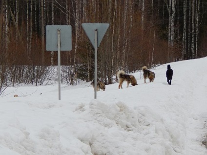 archívumok kóbor kutyák - Omutninsk ólom