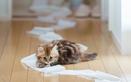 хартиени отпадъци котки