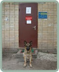 Il'inka, Central Moscova Kennel Club