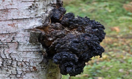 Chaga gastritis gyomor