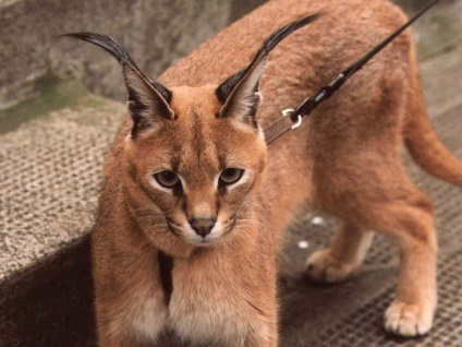 Cum să hrăniți un caracal de casă