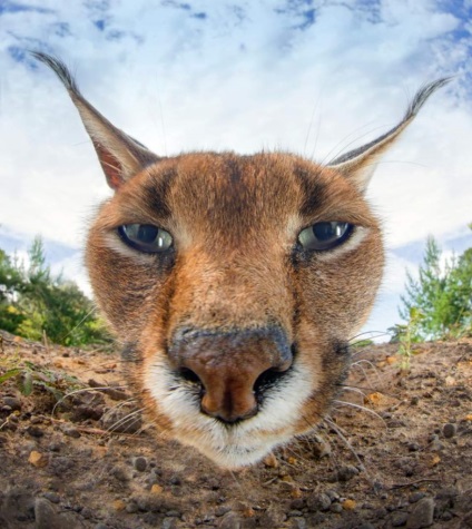 Cum să hrăniți un caracal de casă