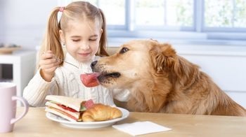 Nu poți hrăni câini și poate fi periculos