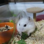 Cum diferă un hamster de un șobolan