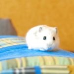 Cum diferă un hamster de un șobolan