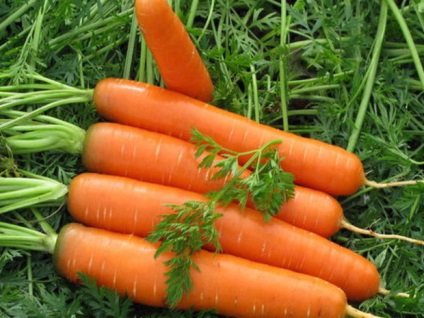 După câte zile se produce morcovul după însămânțare și ce trebuie făcut dacă nu apar lăstarile
