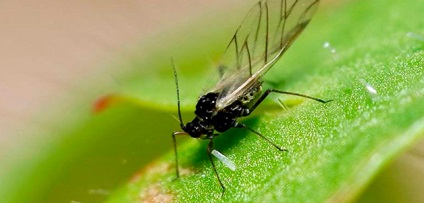 Fekete szúnyog paradicsom - ellenőrzési módszerek és a megelőzés (paradicsom) Fekete szúnyog paradicsom - ellenőrzési módszerek és a megelőzés