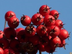 Csodálatos tinktúra Hawthorn előnyök és ártalmak, a használata