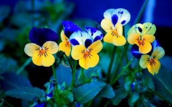Pansy flori - descriere cu fotografie; cultivarea și proprietățile medicinale - viața mea