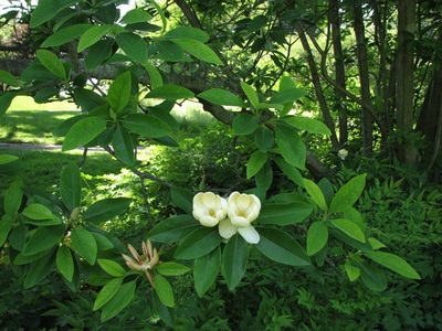 Magnolia plantelor cu flori - ayurveda plus