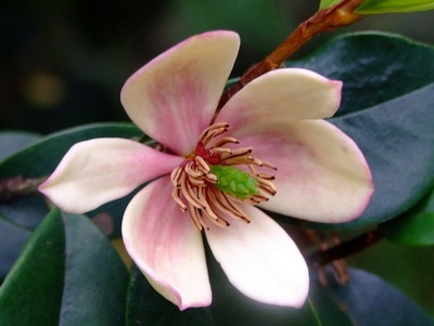 Magnolia plantelor cu flori - ayurveda plus