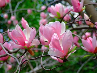 Magnolia plantelor cu flori - ayurveda plus