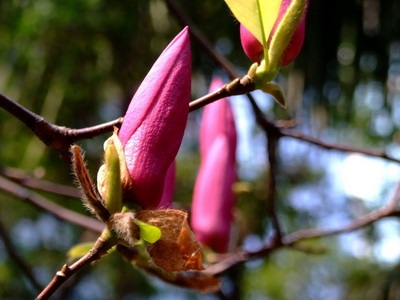 Virágos növény magnólia - Ayurveda plus
