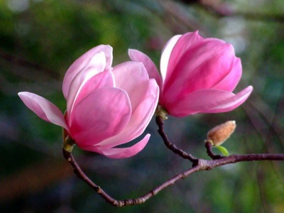Virágos növény magnólia - Ayurveda plus