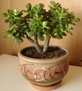 Money Tree feng shui, hogy vonzza a vagyon