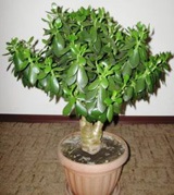 Money Tree feng shui, hogy vonzza a vagyon