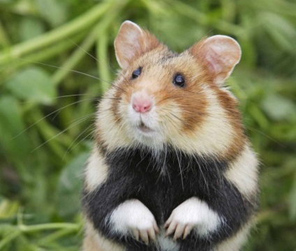 Hamster sălbatic, rozătoare agresivă, răscolind recolta