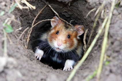 Hamster sălbatic, rozătoare agresivă, răscolind recolta