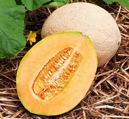 Melon - növekszik a nyílt terepen, otthon