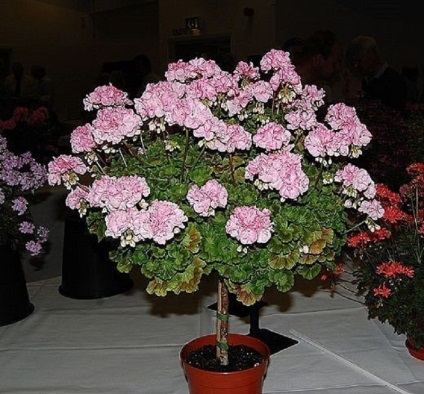 Pentru o floare luxuriantă de geraniums, trebuie doar să știți când și cum să-l tăiați - într-adevăr eficient