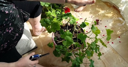 Pentru o floare luxuriantă de geraniums, trebuie doar să știți când și cum să-l tăiați - într-adevăr eficient