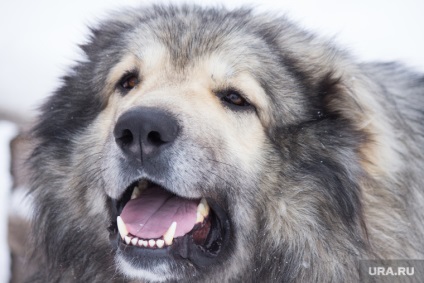 Kutyatulajdonosok társadalmilag veszélyes fajták javasol bevezetni CTP