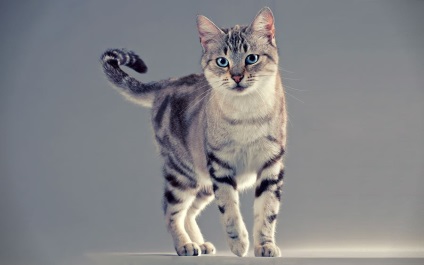 Longevitate pisici interesante fapte și secrete