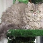 Acasă fotografie și descriere de rasă pisică, Maine coon, preț, savană, dimensiuni mari cu părul lung