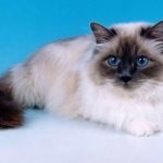 Acasă fotografie și descriere de rasă pisică, Maine coon, preț, savană, dimensiuni mari cu părul lung