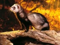 Home ferret, dihori, continut de dihori, prada, prădător, vaccinări, îngrijire pentru dihor, rație, hrană