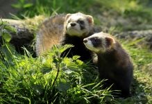 Home ferret, dihori, continut de dihori, prada, prădător, vaccinări, îngrijire pentru dihor, rație, hrană