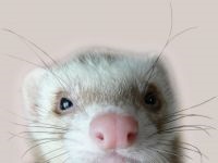 Home ferret, dihori, continut de dihori, prada, prădător, vaccinări, îngrijire pentru dihor, rație, hrană