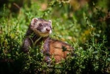 Home ferret, dihori, continut de dihori, prada, prădător, vaccinări, îngrijire pentru dihor, rație, hrană