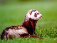 Home ferret, dihori, continut de dihori, prada, prădător, vaccinări, îngrijire pentru dihor, rație, hrană