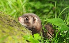 Home ferret, dihori, continut de dihori, prada, prădător, vaccinări, îngrijire pentru dihor, rație, hrană