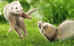 Home ferret, dihori, continut de dihori, prada, prădător, vaccinări, îngrijire pentru dihor, rație, hrană