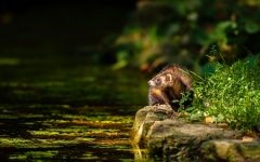 Home ferret, dihori, continut de dihori, prada, prădător, vaccinări, îngrijire pentru dihor, rație, hrană