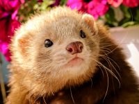 Home ferret, dihori, continut de dihori, prada, prădător, vaccinări, îngrijire pentru dihor, rație, hrană