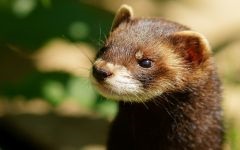 Home ferret, dihori, continut de dihori, prada, prădător, vaccinări, îngrijire pentru dihor, rație, hrană