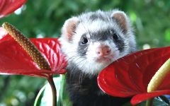 Home ferret, dihori, continut de dihori, prada, prădător, vaccinări, îngrijire pentru dihor, rație, hrană